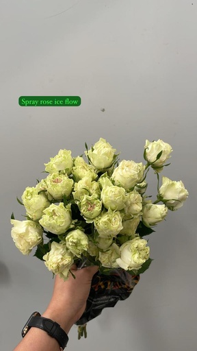 Spray Rose Ice Flow 50cm