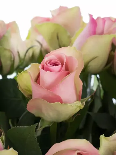 Rose Bella Rose 50cm
