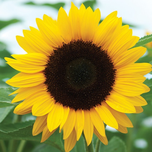 Sunflower Large Vincent Choice EC