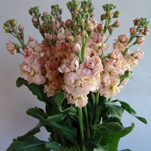 Mathiola Stock Peach 70cm EC