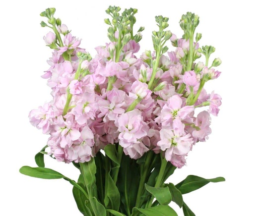 Mathiola Stock Light Pink  70cm EC
