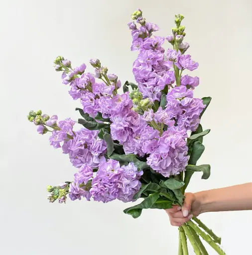 Mathiola Stock Lavender 70cm EC