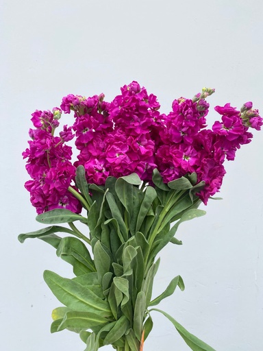 Mathiola Stock Hot Pink  70cm EC