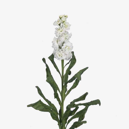 Mathiola Stock White  70cm EC