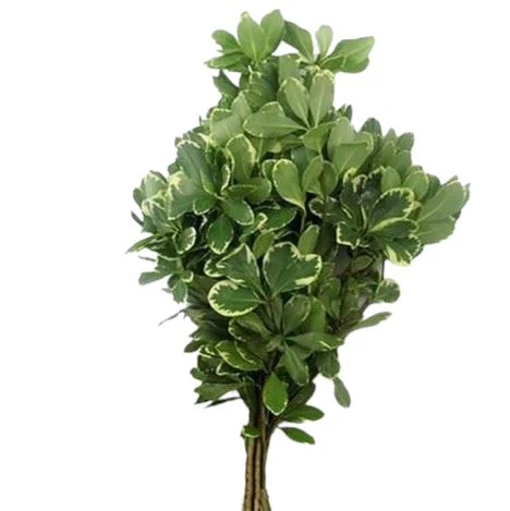 Cutgreens Pittosporum Ilan 60Cm