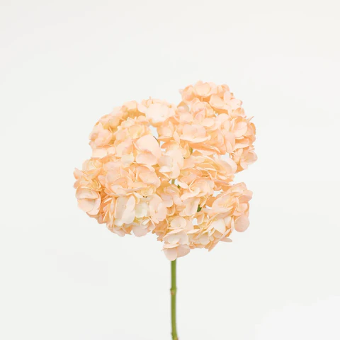 Hydrangea Premium Peach  CL1068