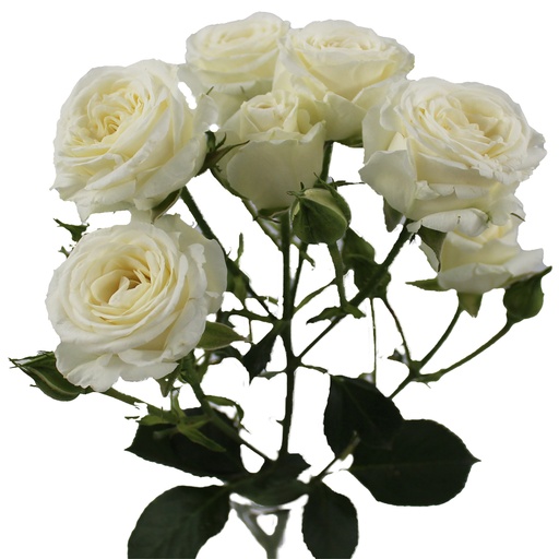Spray Rose Snowy Blossom 50cm 