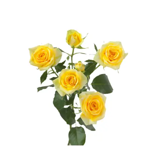 Spray Rose Golden Blossom