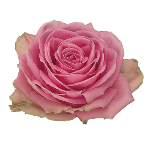 Rose Wham 50cm 