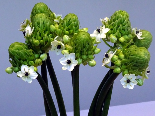 Ornithogalum Arabicum