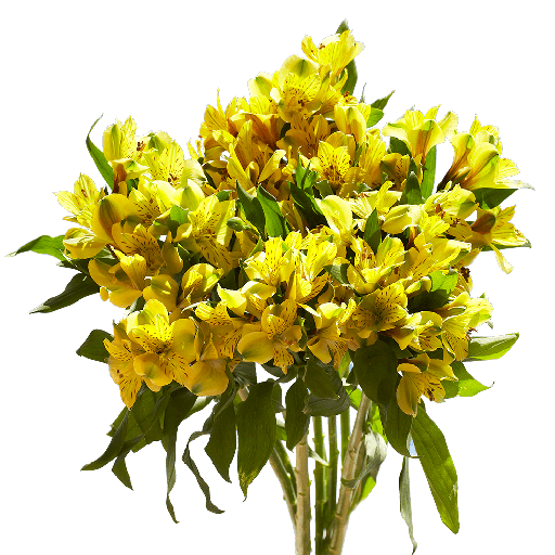 Alstro Yellow XFl 70cm