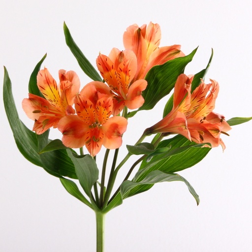 Alstro Orange XFl 70cm
