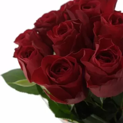 Rose Red Alert 50cm