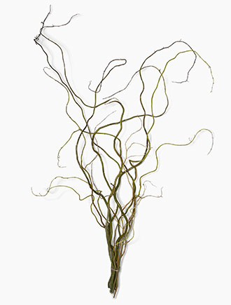 Salix Curly 120Cm 