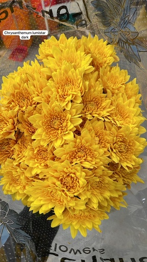 Chrysanthemum Lumistar Dark 70cm