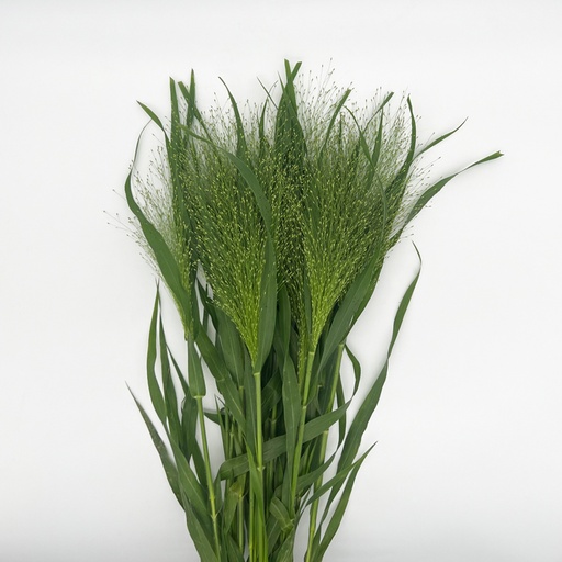 Panicum Fountain