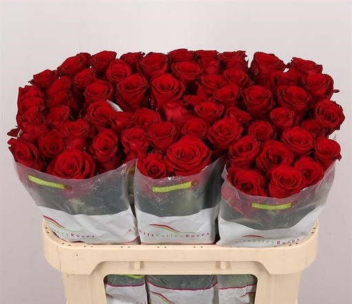 Rose Red Bently 50cm