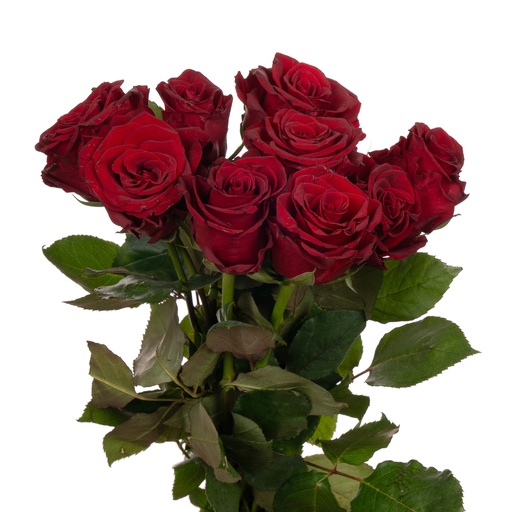 Rose Royal Class 50cm