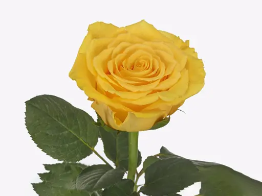 Rose Bahama 50cm