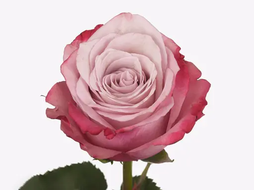 Rose Infused Pink 50cm