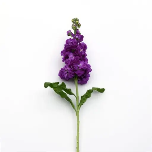Mathiola Purple KN