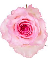 Rose Mandala 50cm Premium 