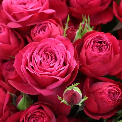 Spray Rose Royal Magic 50cm