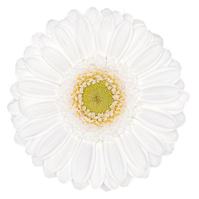 Gerbera Mini Lobby 