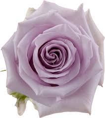 Rose Ocean Song 40cm