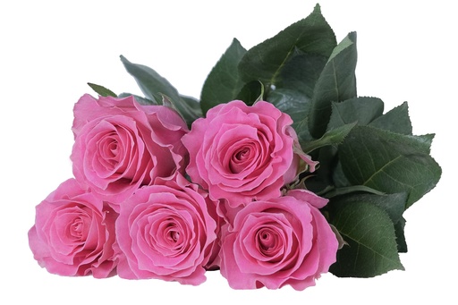 Rose Water Game 40cm