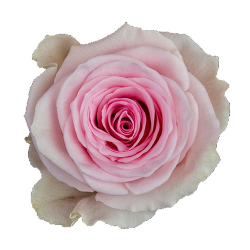 Rose Duchesse 40cm