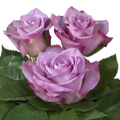 Rose Thriller 50cm