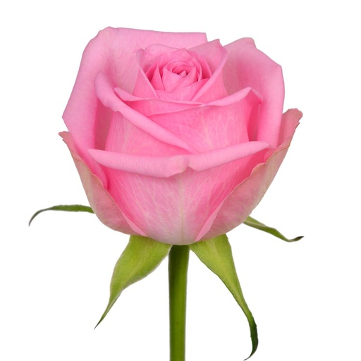 Rose Charlize 50cm