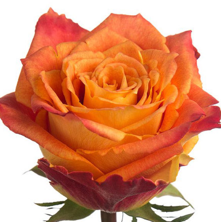 Rose Silantoi 40cm