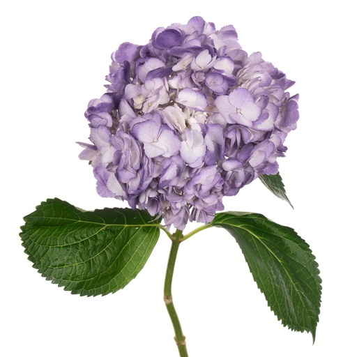 Hydrangea Premium Lavender CL1055
