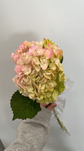 Hydrangea Premium Rainbow CL1055