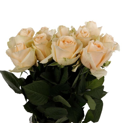 Rose Magic Avalanche 40cm