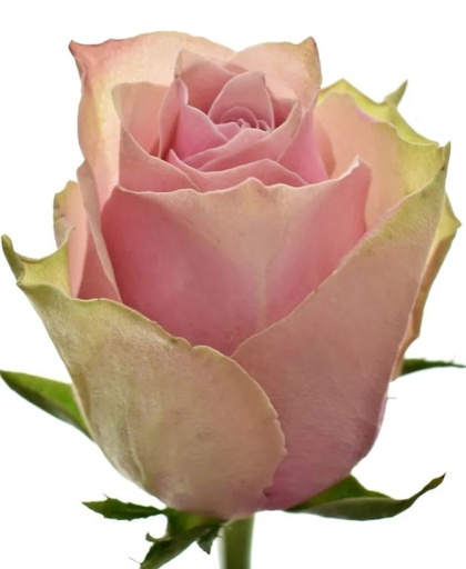 Rose Royal Athena 40cm