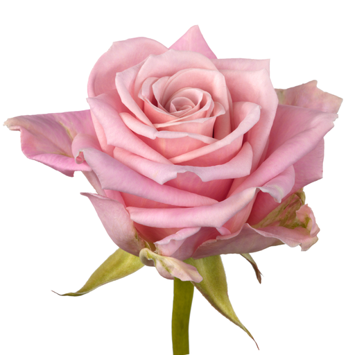 Rose Desert Queen 50cm