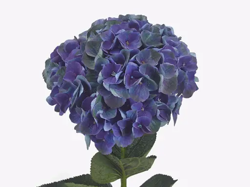 Hydrangea Charlotte Blue / Pruple 40Cm 17Ø