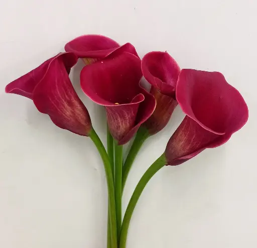 Calla Red Charm 