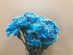 Dianthus St Painted 60Cm