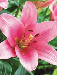 Lilium La Brindisi  