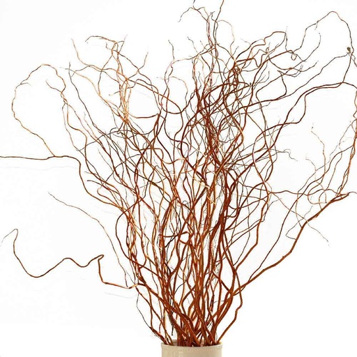 Salix Golden Curls 130Cm