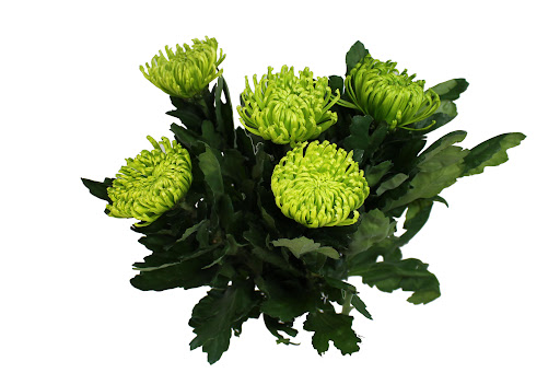 Chrysanthemum Anastasia Green 60cm 