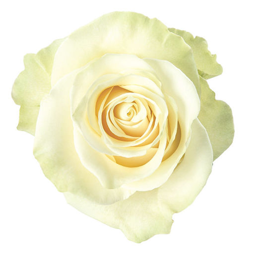 Rose Mondial 60cm EC