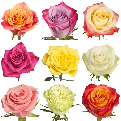 Assorted Roses ECU 50cm