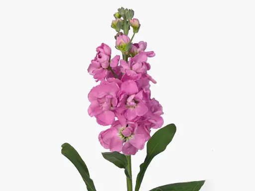 Mathiola Stock Pink 70cm EC