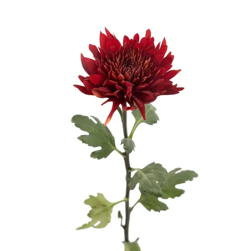 Chrysanthemum Red 60/70cm