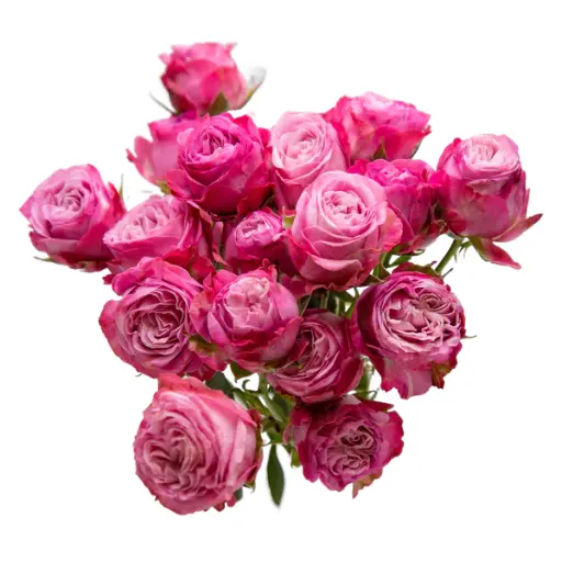 Spray Rose Lady Bombastic 50cm